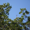 Heron high in a tree